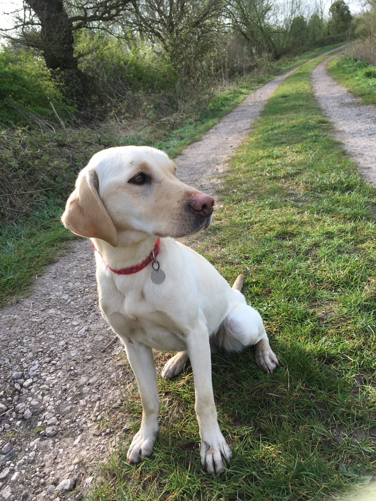 Our Kennels Dogs Paws