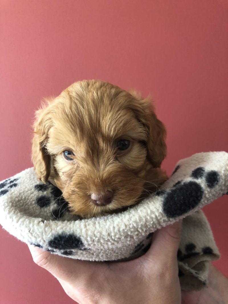 Our Kennels Dogs Paws