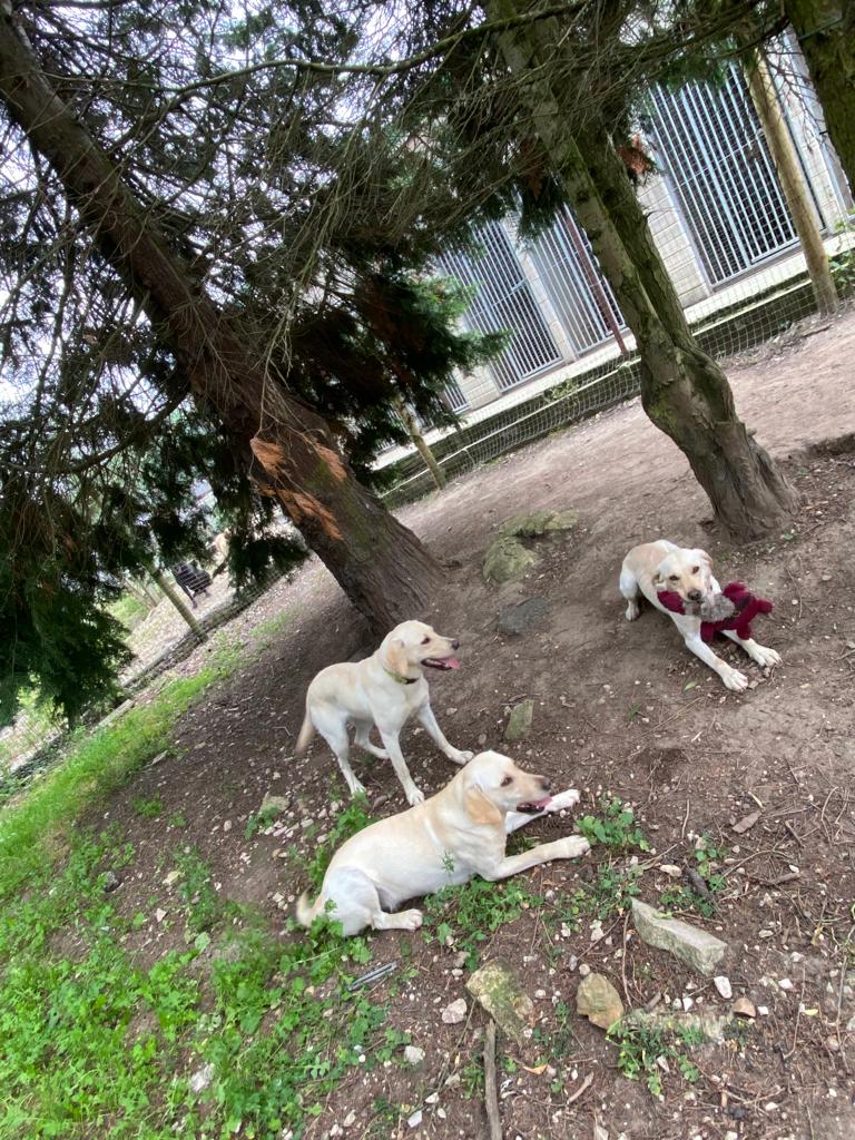 Our Kennels Dogs Paws